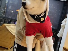 -Husky Go! 哈士奇体验馆·宠物咖啡厅狗咖