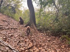 -苏州上方山国家森林公园