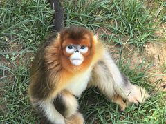 -西霞口神雕山野生动物世界