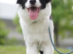 -翊宠yipet猫狗购宠庄园犬舍•猫舍