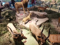 -陕西自然博物馆