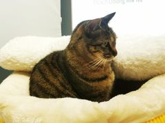 -猫的天空之城概念书店(杭州南宋御街店)