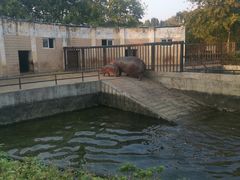 -合肥野生动物园