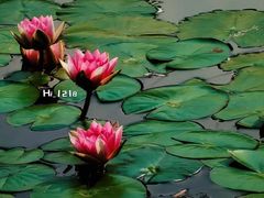 -国家植物园南园