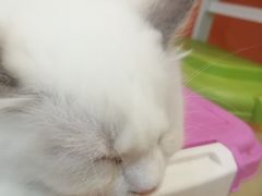 -Bastet sally猫舍购宠(静安店)