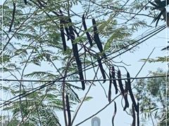 -三亚南山文化旅游区