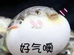 -百富烤霸 烤鸡汉堡(喀什西路华润店)