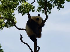 -上海野生动物园