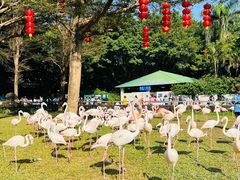 -广州长隆飞鸟乐园
