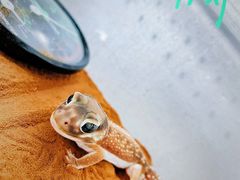 -酷以爬仙阁实体爬宠店·守宫·蜥蜴·专业繁育