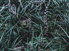 -云溪植物园