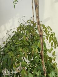 -HEYAN荷妍专业脱毛连锁机构