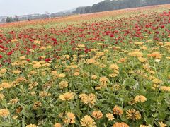 -苏州太湖西山岛开心农场