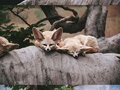 -上海野生动物园