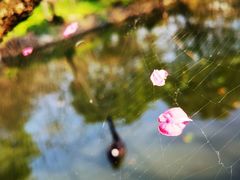 -南汇桃花村