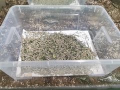 -上海昆虫博物馆