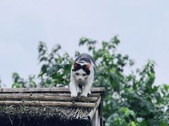 -龙华寺