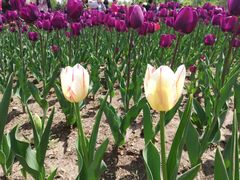 -长春公园(普阳街道)