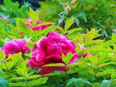 -莲花池公园
