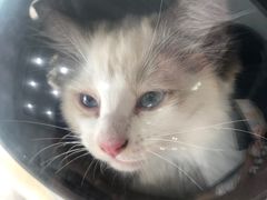 -爱诺耐芙动物医院(万博店)