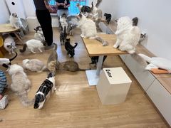 -有喵·猫咖·狗咖·30几只猫10只小狗(岗厦店)