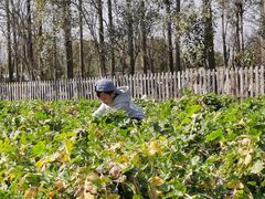 -前小桔亲子创意农场·草莓采摘·露营烧烤