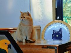 -猫小院猫主题餐厅(南锣旗舰店)