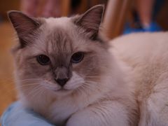 -滚猫咖啡·猫咖·猫友好撸猫(未来城店)