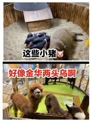 -七巧国萌宠乐园(龙湖天街店)