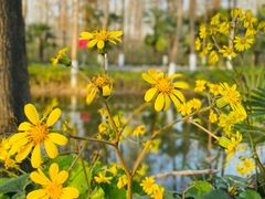 -合肥滨湖国家森林公园