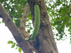 -北京植物园-展览温室