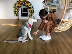 -Husky Go! 哈士奇体验馆·宠物咖啡厅狗咖