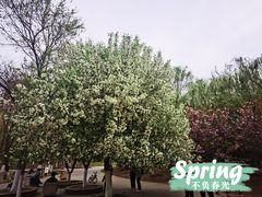 -长白岛森林公园