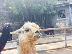 -昆明动物园