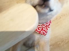 -柴犬小屋·柴餐厅·狗咖食堂(金鼎广场店)