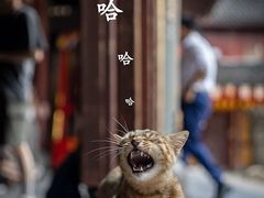 -龙华寺