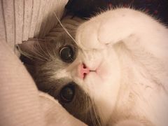 -猫大福·Fortune Cat猫舍(百子湾店)