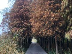 -溱湖国家湿地公园