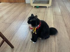 -有猫主题·治愈系猫咖(曾厝垵店)