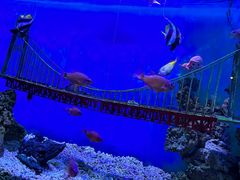 -太平洋海底世界