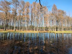 -上海共青森林公园