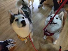 -Husky Go! 哈士奇体验馆·宠物咖啡厅狗咖