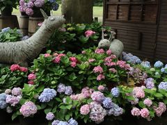 -上海共青森林公园