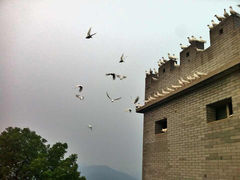 -黄贤森林公园