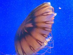 -上海海洋水族馆
