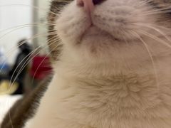 -瑞鹏宠物医院·骨科·猫科·内科(第一中心)