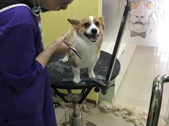 -酷狗靓猫宠物·洗护·美容·寄养(航北路店)