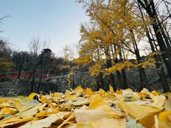 -北京鹫峰国家森林公园