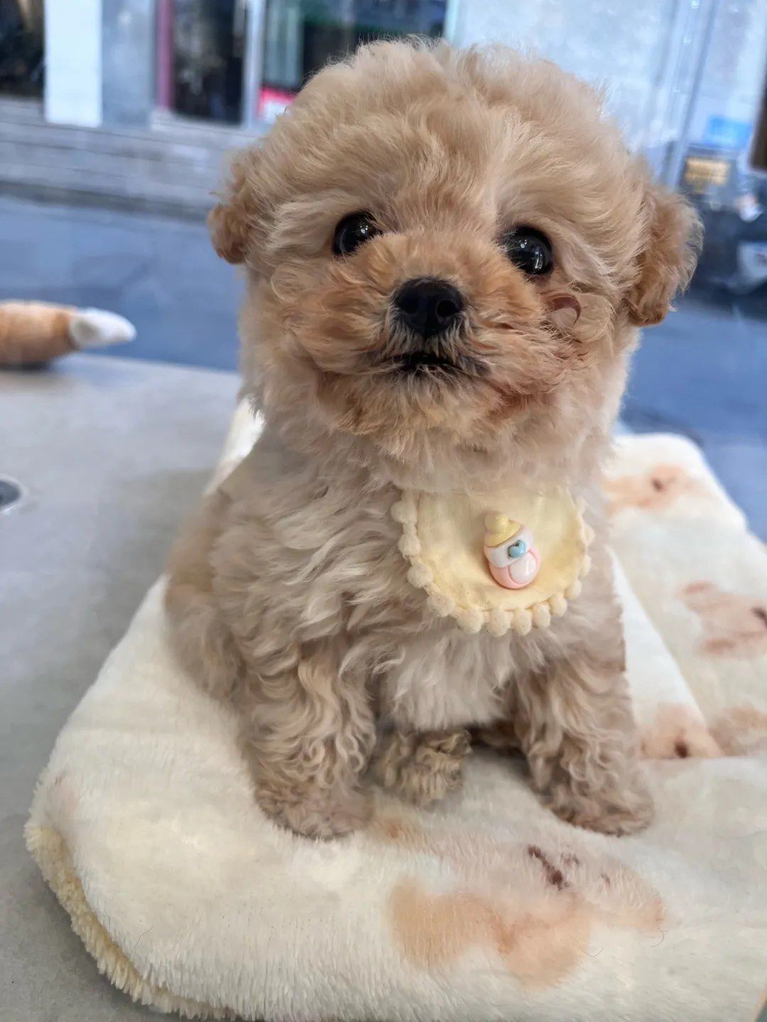 小体狗狗的世界