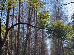 -上海滨江森林公园